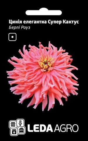 Ціннія Супер Кактус Берпі Роуз 0.3 г. L (Hem Zaden BV Netherlands)