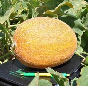 Диня Мейрон F1 / Meiron F1 1000 насінин (Hazera Genetics) Диня Мейрон F1 / Meiron F1 1000 насінин (Hazera Genetics)