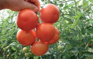 Томат 