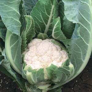 Капуста цвітна Алмагро F1 2500 нас. (Syngenta)