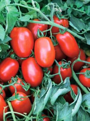 Томат Сурія F1 1000 c. (Hazera)