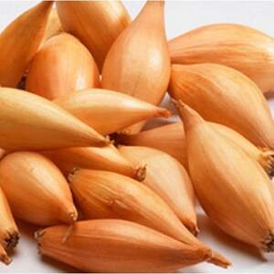 Цибуля саджанка озима Бамбергер / Bamberger 0,5 кг Netherlands