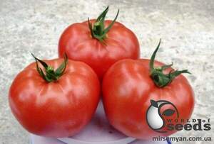 Насіння томату 