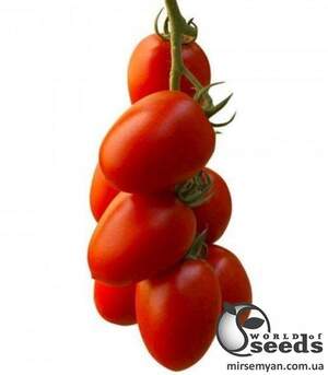 Насіння томату 