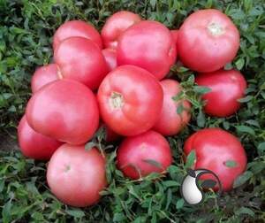 Насіння томату 