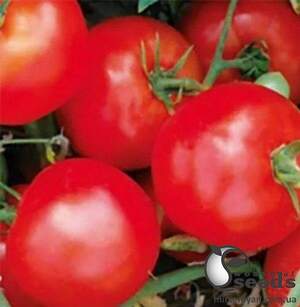 Насіння томату 