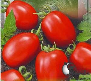 Насіння томату 