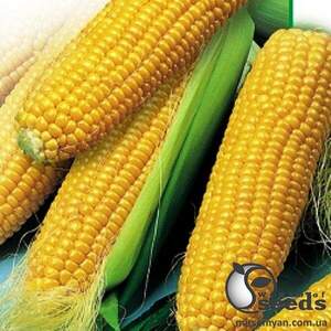 Сахарна кукурудза 