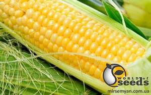 Сахарна кукурудза 