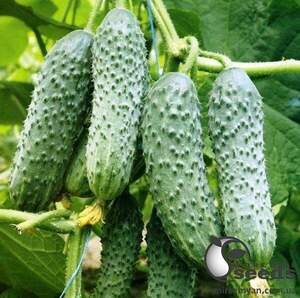 Насіння огірка 
