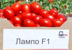 Томат Томат