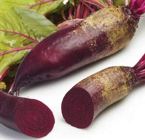 Буряк столовий Ломако (2.75-3.5) 25 000 нас. (Rijk Zwaan)