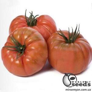 Томат 