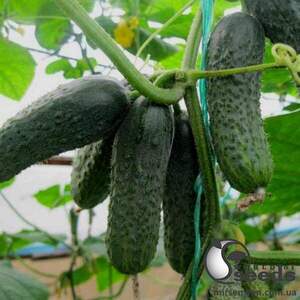 Насіння огірка 