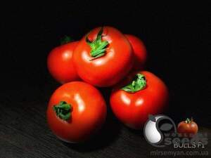 Томат 