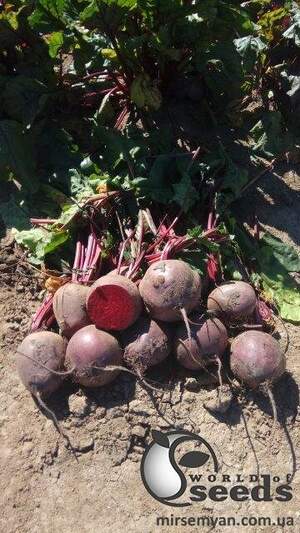 Буряк столовий Пабло  F1 500 000 нас.  (Bejo)