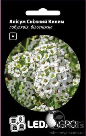 Аліссум (лобулярія) Аліссум (лобулярія)