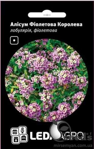 Аліссум (лобулярія) Аліссум (лобулярія)