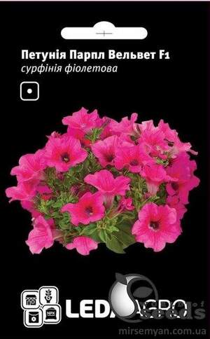 Петунія Парпл Вельвет F1,сурфінія фіолетова 5 семена Л
