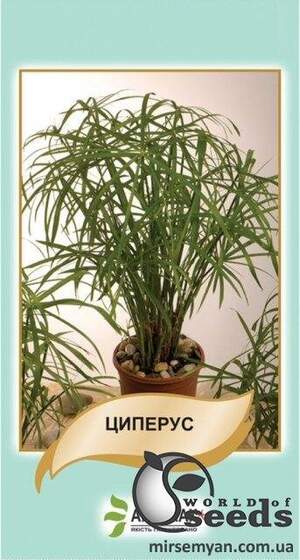 Циперус 50 насінин, А