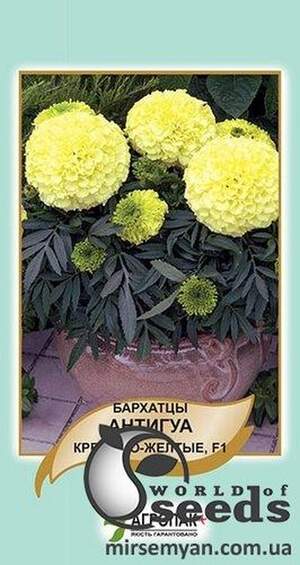 Чорнобривці Чорнобривці