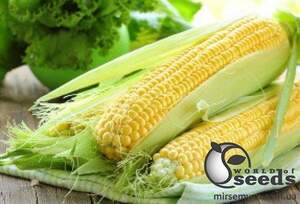 Кукурудза Мірус F1 5 000 семена Cora Seeds Кукурудза Мірус F1 5 000 семена Cora Seeds