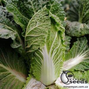Насіння пекінської капусти JS 4042 F1 1000 семена Joeun Seeds (Корея) Насіння пекінської капусти JS 4042 F1 1000 семена Joeun Seeds (Корея)