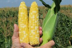 Кукуруза сладкая БСС1075 F1, 5 000 семян. (Syngenta) Кукуруза сладкая БСС1075 F1, 5 000 семян. (Syngenta)