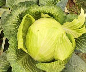 Капуста Винчи/ Vinci F1, 2500 семян. (Syngenta) Капуста Винчи/ Vinci F1, 2500 семян. (Syngenta)