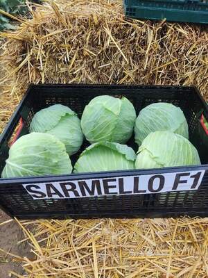 Капуста Сармелло/ Sarmello F1 2500 нас.  (Syngenta)