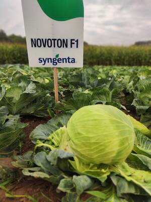 Капуста Новотон/ Novoton F1 2500 нас.  (Syngenta)