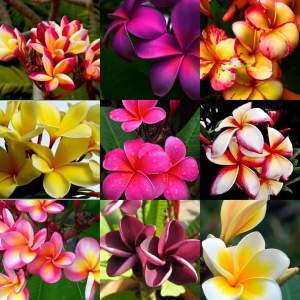 Плюмерия MIX 3 шт