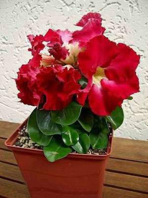 Mini Size (RED) 2шт